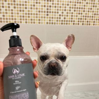 마리앤루이펫샴푸 [mari and louie pet shampoo] — 5점을 준 리뷰어가 2021년 5월 올린 사용 사진