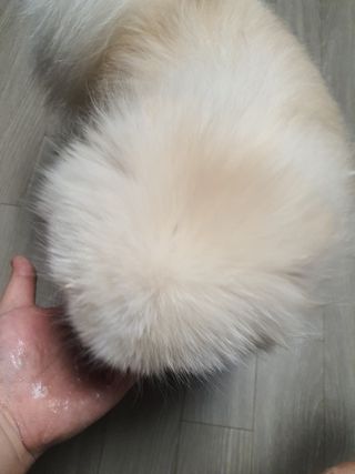 My Pet Care 모발과 모질 피부건강에 개좋아 — 5점을 준 리뷰어가 2021년 3월 올린 사용 사진