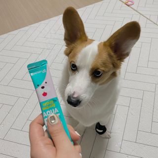 펫시랩 반려견용 액상 프리바이오틱스 아쿠아펫 — 5점을 준 리뷰어가 2021년 1월 올린 사용 사진