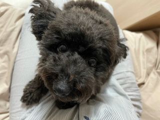 아베크 펫 강아지 고양이 애견 에어 브러쉬 드라이기 올인원 — 4점을 준 리뷰어가 2021년 7월 올린 사용 사진