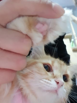 [레드허니밤]자유펫 고양이 강아지 발바닥 밤 14g — 5점을 준 리뷰어가 2021년 11월 올린 사용 사진