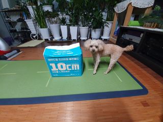 아베크 펫 와이드 프리미엄 대형 애견 강아지 배변 패드 30매 1팩 80g — 5점을 준 리뷰어가 2021년 7월 올린 사용 사진