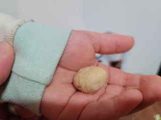 도이퉁 마카다미아 넛 90g  로얄 마카넛 오리지널 쏠트 허니 — 5점을 준 리뷰어가 2021년 3월 올린 사용 사진