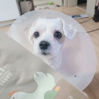 도그퓨어 푸드닭 강아지 닭고기 통살 애견간식 오리지널/차전자피/초록입홍합 — 5점을 준 리뷰어가 2021년 10월 올린 사용 사진