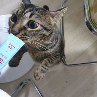 페페로니 잘 먹는 캣츄 - 원양선 참치 24개입 — 5점을 준 리뷰어가 2021년 10월 올린 사용 사진