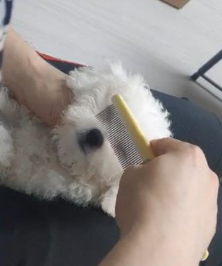버츠비 퍼피투인원 티어리스 샴푸 앤 컨디셔너 — 5점을 준 리뷰어가 2021년 6월 올린 사용 사진