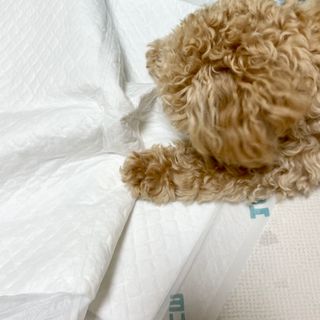 아베크 펫 와이드 프리미엄 중형 애견 강아지 배변 패드 54매 1팩 45g — 5점을 준 리뷰어가 2021년 7월 올린 사용 사진