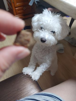 My Pet Care 천연단백질 관절건강에 개좋아 — 5점을 준 리뷰어가 2021년 3월 올린 사용 사진
