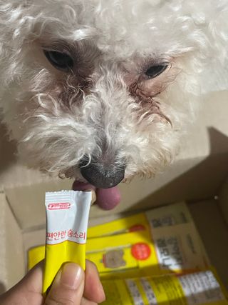 [레모나] 강아지 레모나 강아직 영양 간식 4종 택 1 — 5점을 준 리뷰어가 2023년 12월 올린 사용 사진