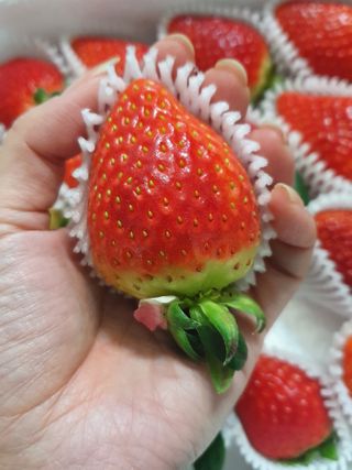 옳음 딸기 논산 설향 딸기 900g 산지직송 — 5점을 준 리뷰어가 2021년 1월 올린 사용 사진