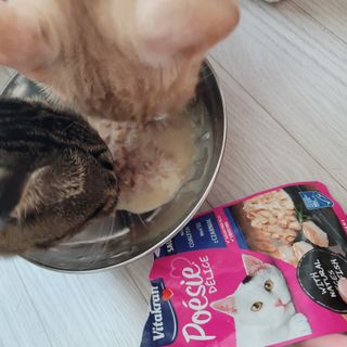비타크래프트 포에시 델리스 고양이 파우치 85g 9가지맛 1팩씩 — 5점을 준 리뷰어가 2021년 8월 올린 사용 사진