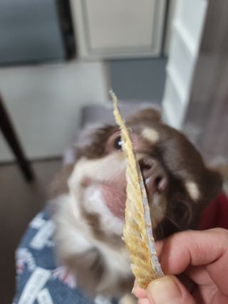 [펫시밀] 원물그대로 강원도 인제군 용대리 무염황태채 60g 강아지 고양이 프리미엄 수제간식 — 5점을 준 리뷰어가 2023년 11월 올린 사용 사진