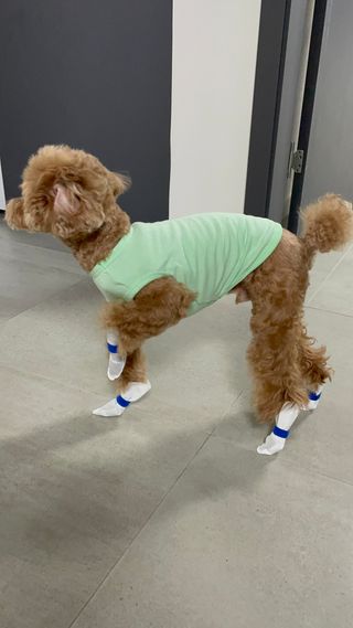 코보콩 에어슈즈 강아지 일회용 신발 소용량 패키지 20매 초경량  미끄럼방지 실내외 겸용 — 3.5점을 준 리뷰어가 2022년 2월 올린 사용 사진