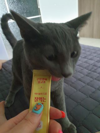 페페로니 잘 먹는 캣츄 - 무항생제 닭고기 24개입 — 5점을 준 리뷰어가 2021년 7월 올린 사용 사진