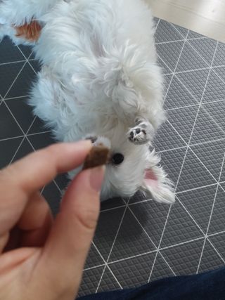 My Pet Care 천연단백질 치아건강에 개좋아 — 5점을 준 리뷰어가 2021년 1월 올린 사용 사진