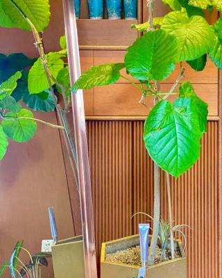 [NEW_버진팜스 깨죽크림] 쓱- 바르면 잡티가 사라지는 광/톤/결 비타민크림 — 5점을 준 리뷰어가 2021년 9월 올린 사용 사진