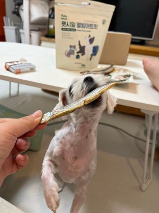 [펫시밀] 원물그대로 영양듬뿍 진공동결건조 치킨텐더100g, 열빙어트릿100g 강아지 고양이 간식 — 5점을 준 리뷰어가 2023년 5월 올린 사용 사진