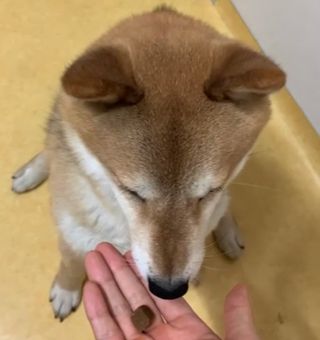 My Pet Care 천연단백질 관절건강에 개좋아 — 5점을 준 리뷰어가 2021년 1월 올린 사용 사진
