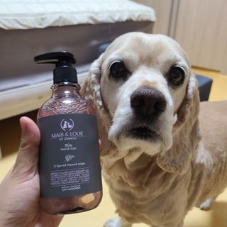 마리앤루이펫샴푸 [mari and louie pet shampoo] — 3점을 준 리뷰어가 2021년 5월 올린 사용 사진