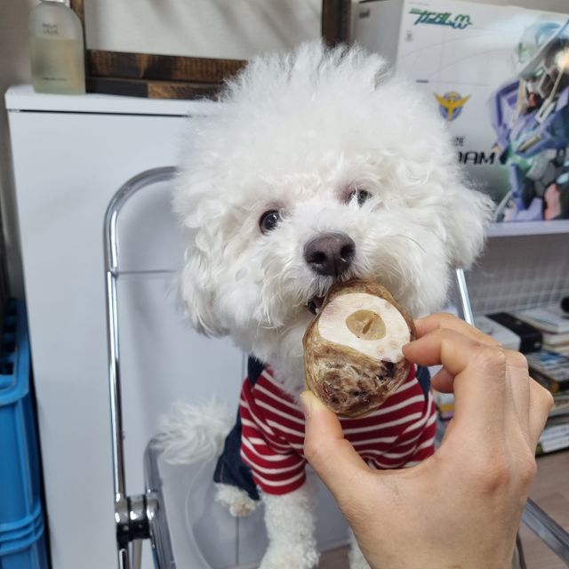 멍멍하누 한우 우족 리뷰 사진