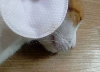 [자유펫] 고양이 턱드름 여드름 예방 및 제거 세트, 블랙씨드케어박스 — 1.5점을 준 리뷰어가 2021년 10월 올린 사용 사진