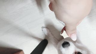 페페로니 자기전에 먹는 저알러지 껌 세트 치킨+오리 — 5점을 준 리뷰어가 2021년 8월 올린 사용 사진