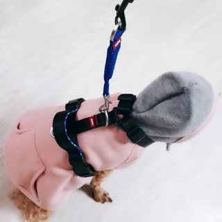 베이컨박스 [BACON] 고아웃클럽 산책 안전벨트 라이트 - 소형견용 — 5점을 준 리뷰어가 2021년 12월 올린 사용 사진