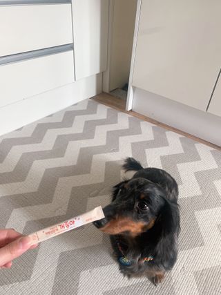 My Pet Care 모발과 모질 피부건강에 개좋아 — 5점을 준 리뷰어가 2021년 2월 올린 사용 사진