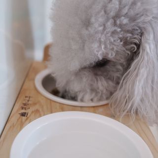 캐닌캐비어 알카라인 홀리스틱 그레이프리 앙뜨레 ALS_4종 오픈스카이, 와일드오션, 프리스피릿, 스페셜니즈 — 5점을 준 리뷰어가 2023년 2월 올린 사용 사진