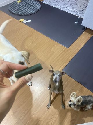 진짜 양치되는 강아지덴탈츄 아크내추럴스 브러시리스 — 5점을 준 리뷰어가 2021년 3월 올린 사용 사진