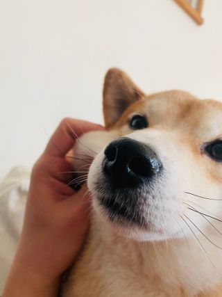 My Pet Care 천연단백질 눈건강에 개좋아 — 5점을 준 리뷰어가 2021년 1월 올린 사용 사진