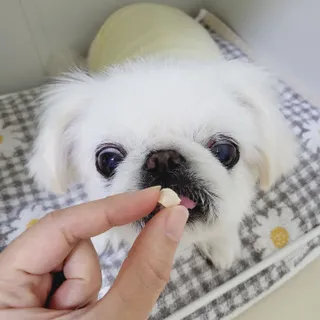 프롬씨 미네랄 소고기트릿 / 미네랄 치킨트릿 / 미네랄 북어트릿 (3가지 상품 중 랜덤 1가지 상품 랜덤 발송) — 5점을 준 리뷰어가 2022년 12월 올린 사용 사진