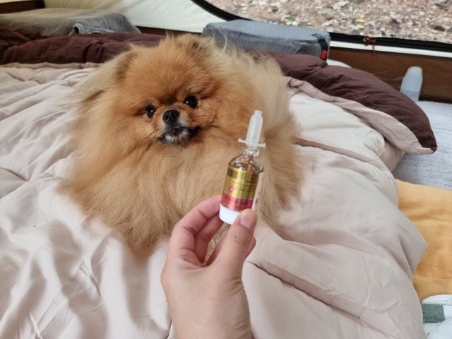 반려동물용 꽃으로만든영양제 헬리코디펜스 15ml 리뷰 사진