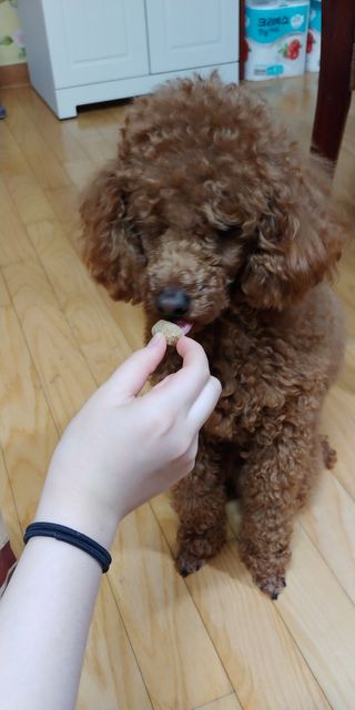 [보장균수500만] 건강한장 프로젝트 강아지사료 보스독 프로바이오틱스 340.19g 2종 — 5점을 준 리뷰어가 2021년 2월 올린 사용 사진