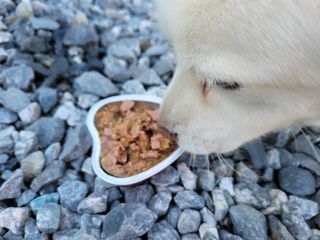 비타크래프트 조에시 하트캔 85g 강아지 습식캔 10캔 — 5점을 준 리뷰어가 2021년 10월 올린 사용 사진