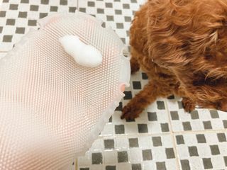 whol 키토미스트 150ml + 실리콘바디브러쉬  강아지 고양이 항균항바이러스, 강력탈취 피부 보습,무향 — 4점을 준 리뷰어가 2022년 9월 올린 사용 사진