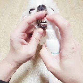 [댕모어 클리너 3종] 아이클리너 / 이어클리너 / 덴탈클리너 3종 세트 (120ml) — 5점을 준 리뷰어가 2023년 11월 올린 사용 사진