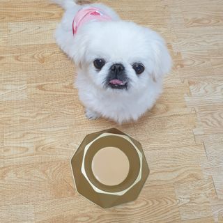 [세싹보울] 세균 싹~ 사라지는 셀앤핏 펫 항균동 애견식기 — 5점을 준 리뷰어가 2021년 6월 올린 사용 사진