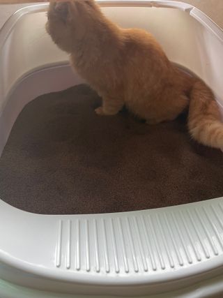 레미님이 올린 리뷰 사진 2