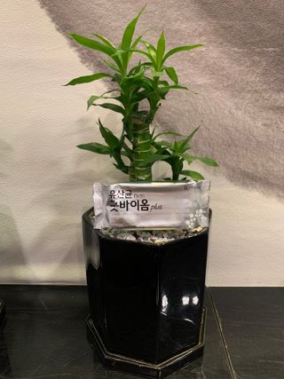 프리마인 유산균 국가지정연구소 선정, 살아있는 생유산균 200억 마리의 힘. 유산균n굿바이옴플러스 — 5점을 준 리뷰어가 2021년 11월 올린 사용 사진
