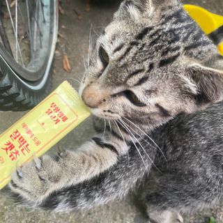 페페로니 잘 먹는 캣츄 - 무항생제 닭고기 24개입 — 5점을 준 리뷰어가 2021년 7월 올린 사용 사진