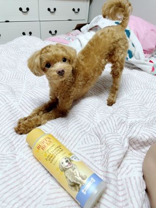 버츠비 퍼피투인원 티어리스 샴푸 앤 컨디셔너 — 4.5점을 준 리뷰어가 2021년 6월 올린 사용 사진