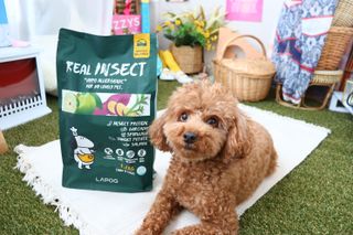 [푸디웜] 라포그  리얼인섹트 웨이트밸런스 저알러지 강아지 사료  1.2KG — 4.5점을 준 리뷰어가 2022년 6월 올린 사용 사진