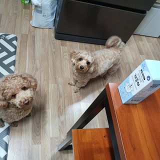 My Pet Care 장건강에 개좋아 — 5점을 준 리뷰어가 2021년 1월 올린 사용 사진