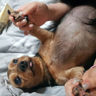 버츠비 케어플러스 릴리빙포앤노즈로션 — 4점을 준 리뷰어가 2021년 4월 올린 사용 사진