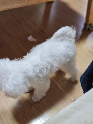 최강아키타견님이 올린 리뷰 사진 2