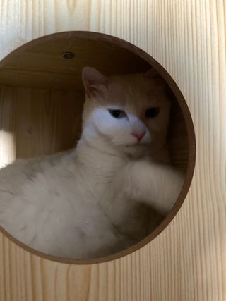 [후르디아] 아보카도 약산성 비건 여성 청결제 — 5점을 준 리뷰어가 2021년 7월 올린 사용 사진