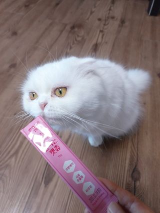페페로니 잘 먹는 캣츄 - 알래스카 연어 24개입 — 5점을 준 리뷰어가 2021년 7월 올린 사용 사진