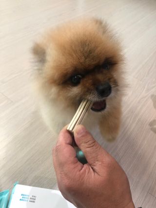 페페로니 클린플러스 덴탈치킨껌 10g x 14p — 4점을 준 리뷰어가 2021년 7월 올린 사용 사진