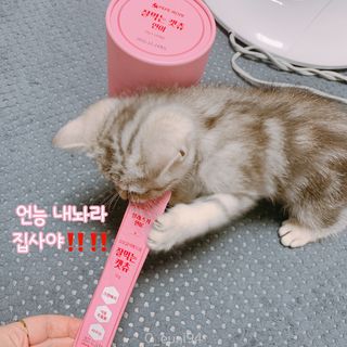 페페로니 잘 먹는 캣츄 - 알래스카 연어 24개입 — 5점을 준 리뷰어가 2021년 9월 올린 사용 사진
